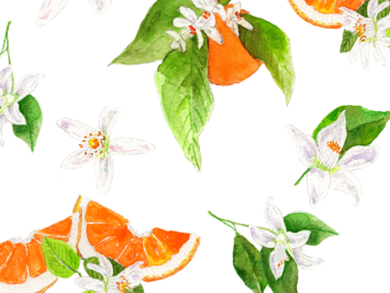 Lámina Flor de Azahar - Imagen 2